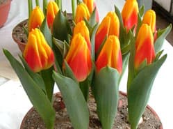 FloraHolland Bloemenfestival in Noordwijk een succes