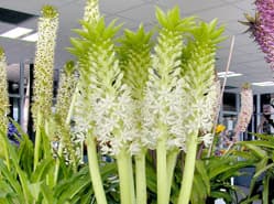 Eucomis-keuring geeft blik in de toekomst
