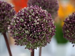 Allium ‘Summer Drummer’ met ellenlange stengels