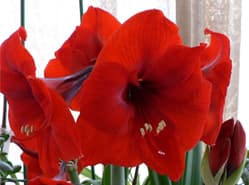 Amaryllis heeft nog steeds uitstekend imago