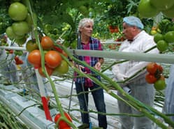 Tomatenras Endeavour centraal op open middag Rijk Zwaan