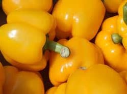Meer paprika uit Spanje in nieuw seizoen