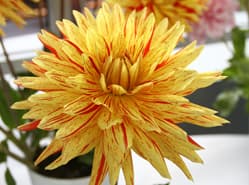 Weinig aanbod op speciale dahliakeuring
