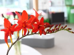 Veel Crocosmia in keuringszaal