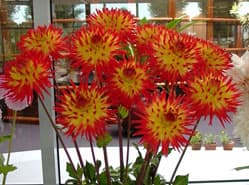 Dahlia’s Van Eeuwijk in de prijzen