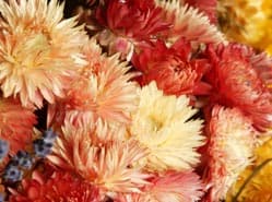 Dahlia’s leveren in op prijs