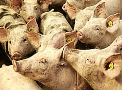 Knoflook remt ontwikkeling longontsteking bij varkens