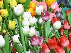 Tulpen duurder