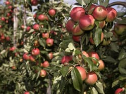 Opstartproblemen hardfruit, wel stabilisatie verwacht