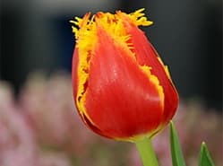 ‘Roemeense blokkade tulpen lijkt op chantage’