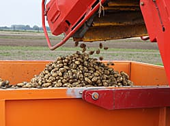 Nieuwe Belgische noteringen voor fritesaardappelen