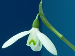 Eerste sneeuwklok in bloei in de keuringszaal