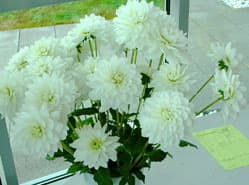 Eternal Snow meest houdbare dahlia in de keuringszaal