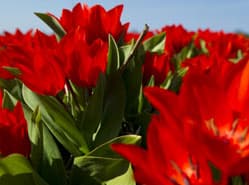 Aanvoer tulpen groeit sterk