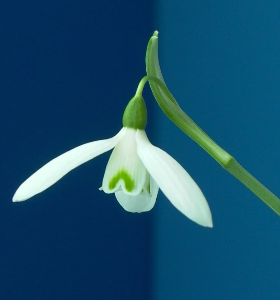 Nerine beeldbepalend op laatste keuring najaarsbloeiers