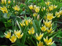 Botanische tulp is bloembol van het jaar 2011