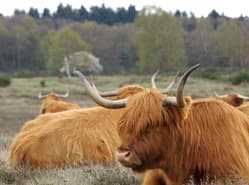 Bussumer mag koeien niet voeren