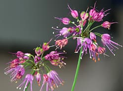 Sortiment Allium is veelomvattend