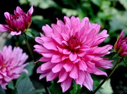 Teveel aan dahlia’s drukt prijzen