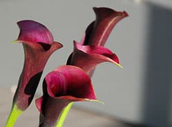 Zantedeschia’s lang houdbaar