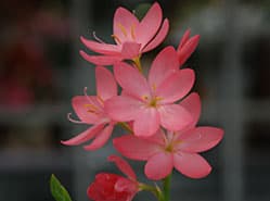 Schizostylis een pareltje in de herfst