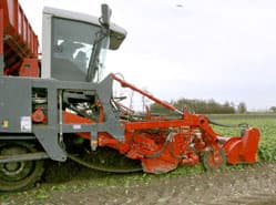 Teler in zijn sas met 200.000 witlofpennen per hectare