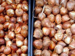 Uniform fust voor bollen