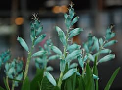 Bijzonder Lachenalia in keuringszaal