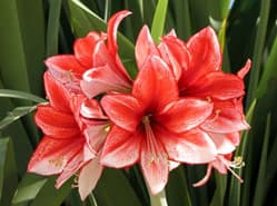 Amaryllis op tournee in Duitsland