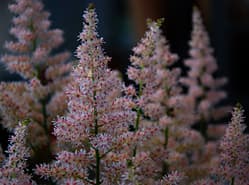 Astilbe ook als kamerplant zeer attractief