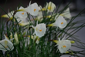 Ook diep in de herfst bloeien narcissen