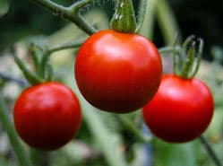 Spanje ijvert voor importcontroles Marokkaanse tomaten
