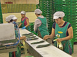 Teler in Almería vaker in het rood bij leverancier
