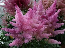 IJzersterke Astilbes bewijzen hun houdbaarheid