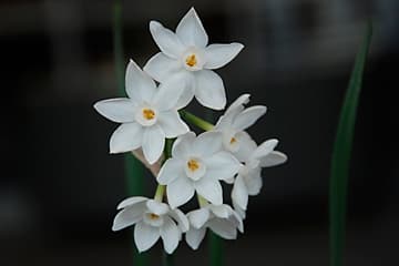 Herfstbloeiende narcissen erg aantrekkelijk