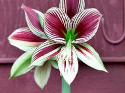 Gemiddeld betere prijzen voor Hippeastrum
