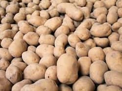 Aardappeloogst Noordwest-Europa grootste in tien jaar