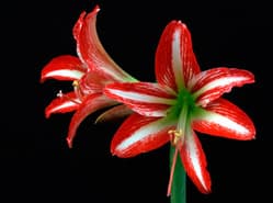 Goede prijzen Hippeastrum