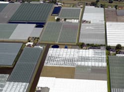 Minder belangstelling veiling glastuinbouwbedrijven