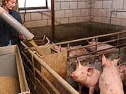 Smithfield doet voerligboxen in de ban