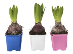 Hyacinten op pot blijven aan de prijs