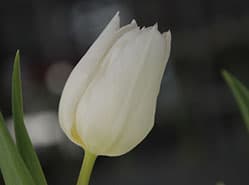 Eerste tulp in keuringszaal
