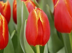 Veel nieuwe tulpen op de keuring