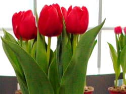 Alcatraz beste tulp op bloemenkeuring
