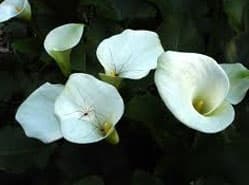 Imago zantedeschia is prima