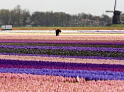 Minder aanbod hyacinten op pot
