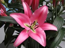 Nieuwe roze lelie van Marklily