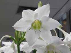 Eucharis amazonica bloeit rijk en lang