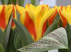 Vroege Greigii tulpen in keuringszaal