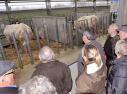 Belgische vleesveehouders bekijken KI-stieren